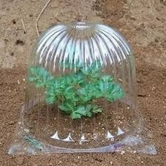締切間近＊スイカ栽培用具/家庭菜園
