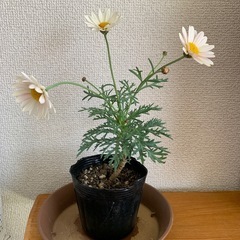 マーガレットシンプリーコーラル　挿し芽苗　花あり