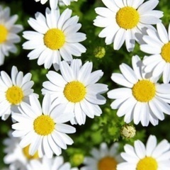 ノースポールやレースフラワーのお花を探しています。
