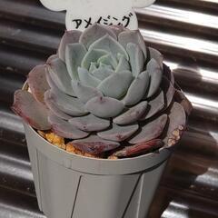 多肉植物