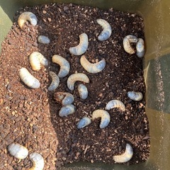 カブトムシ　幼虫　