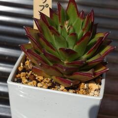 多肉植物