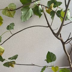 観葉植物（フィカスランフィー）の画像