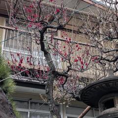 紅梅の画像