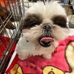 シーズー♀フワちゃん - 犬