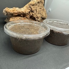 クワガタ【早いもの勝ち❗️】ギラファノコギリクワガタ幼虫×2  （クワガタ　カブトムシ専門）の画像