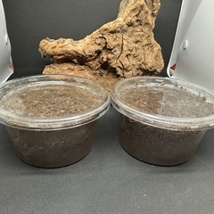 クワガタ【早いもの勝ち❗️】ギラファノコギリクワガタ幼虫×2  ...