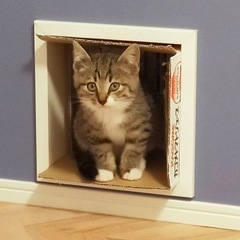 かえで君🐱シロキジ