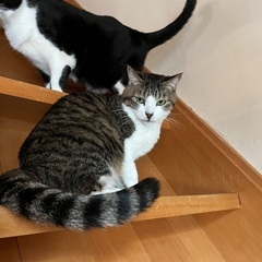 中級者むけ猫⭐️弁天さんキジ白