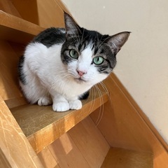 中級者むけ猫⭐️ブン♂キジ白グリーンアイ預かりボラでも