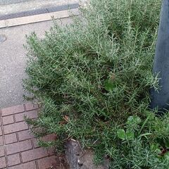 　ローズマリー　(植木鉢無し)