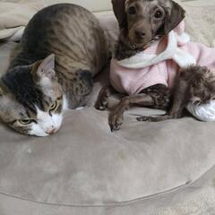 トイプードル1歳 - 犬