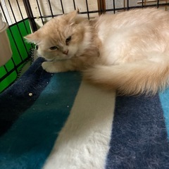 65歳までの方で単身者応募可能‼️ベージュマンチカン短足