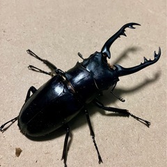 ギラファノコギリクワガタ　♂　