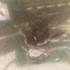 熱帯魚　
ストライプトーキングキャット