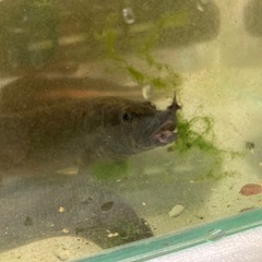 熱帯魚　グリーンスパイニーイール