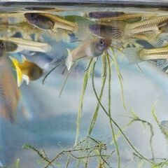 【グッピー】4〜8ヶ月・1歳 雄雌 各50円/匹の画像