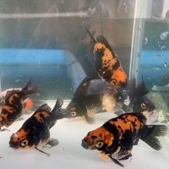 セール！
タマサバ　黒銀極　墨銀鱗　金魚　玉サバの画像