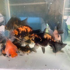 セール！
タマサバ　黒銀極　墨銀鱗　金魚　玉サバの画像