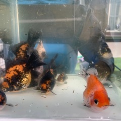 セール！
タマサバ　黒銀極　墨銀鱗　金魚　玉サバの画像