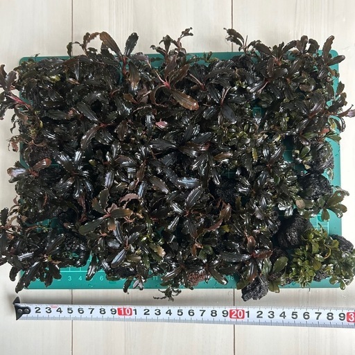 ブセファランドラ SP 溶岩石付き 画像のブセファランドラ全て