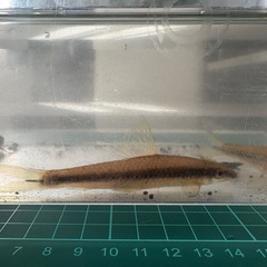 【熱帯魚】サイアミーズ・フライングフォックス1匹:600円　3匹:1,200円の画像