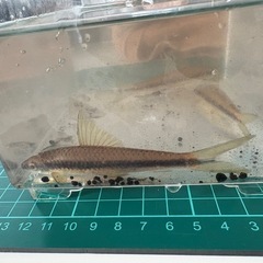 【熱帯魚】サイアミーズ・フライングフォックス1匹:600円　3匹:1,200円の画像