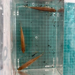【熱帯魚】サイアミーズ・フライングフォックス1匹:600円　3匹:1,200円の画像