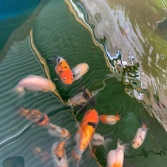 残りわずか！　江戸錦　5〜8センチ　金魚