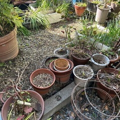 植木鉢1個¥30の画像