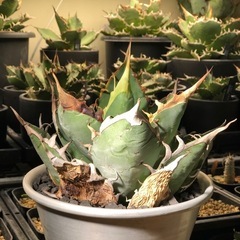 オアハカオテロイ 現地球 発根済