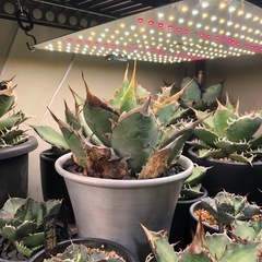 オアハカオテロイ 現地球 発根済