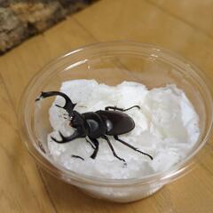 タイワンシカクワガタ