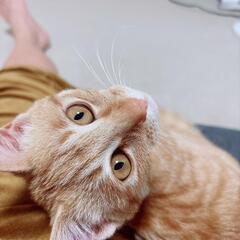生後4ヶ月の茶トラ♀の里親さん募集です