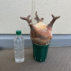 パキポデュウム•グラキリス