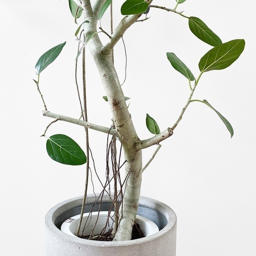 観葉植物 フィカス ベンガレンシス