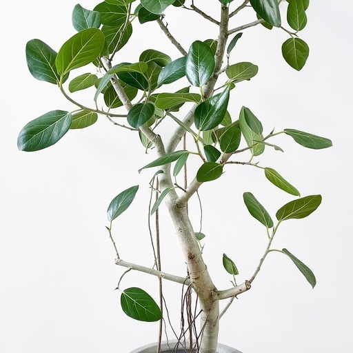 観葉植物 フィカス ベンガレンシス