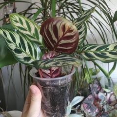 インテリア　観葉植物　カラテア　マコヤナの画像