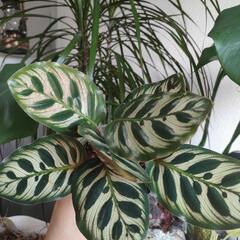 インテリア　観葉植物　カラテア　マコヤナ