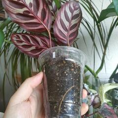 インテリア　観葉植物　カラテア　マコヤナの画像