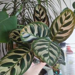 インテリア　観葉植物　カラテア　マコヤナの画像