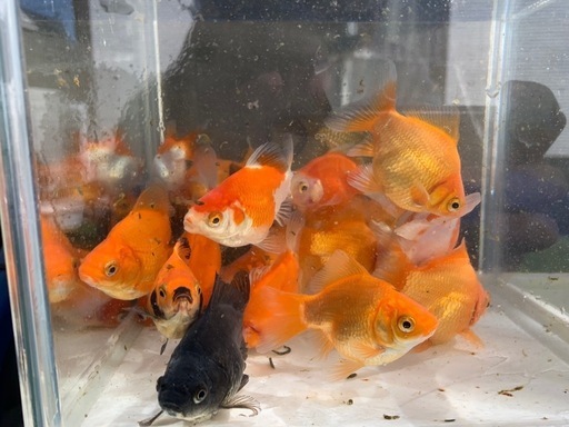 タマサバ　　50匹