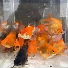 タマサバ　　50匹の画像