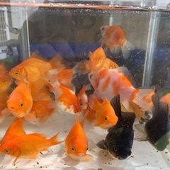 タマサバ　　50匹