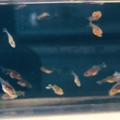 決まりました‼️引き取り限定‼️ 金魚 モザイク東海錦の稚魚の画像