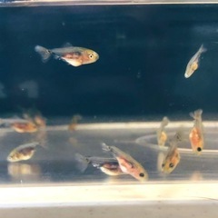 決まりました‼️引き取り限定‼️ 金魚 モザイク東海錦の稚魚の画像