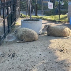 フッ軽募集