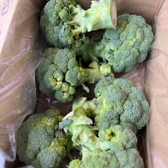 【残2】愛知県産🥦巨大ブロッコリー