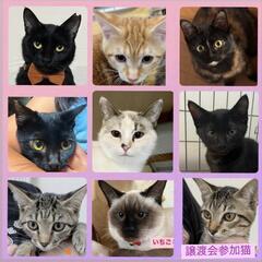 🌿自然の中での🐶｢保護犬猫の楽しい譲渡会｣🐱