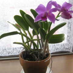 ミニカトレア♪３月１２日開花完了
